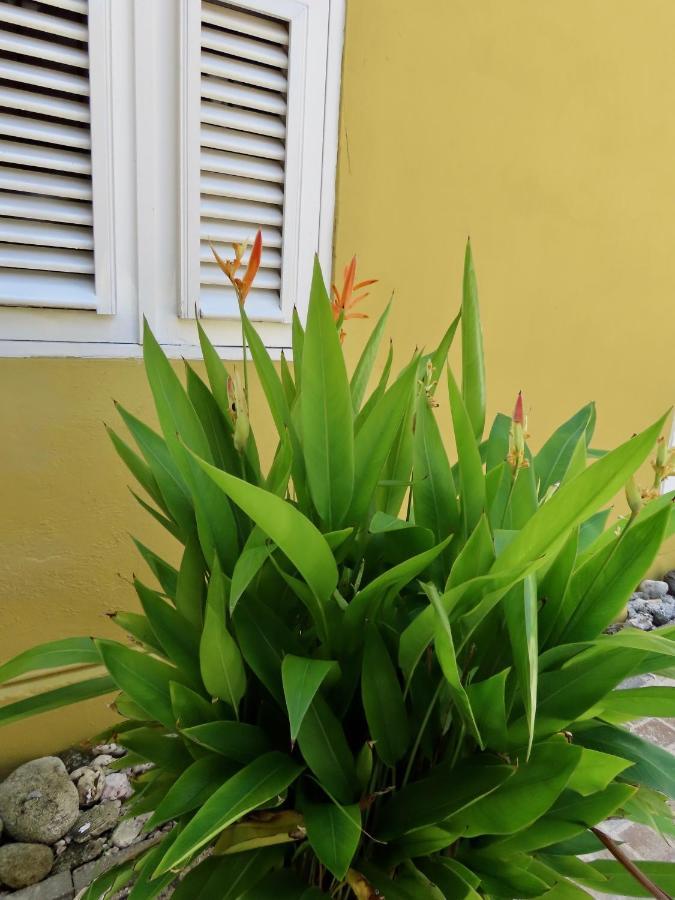 Historic Building The Palm Backyard Studio-Apartment Willemstad, Curacao Feel Home Away From Home エクステリア 写真